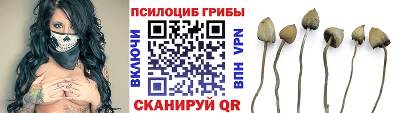 kraken   Нефтегорск  Псилоцибиновые грибы мицелий 